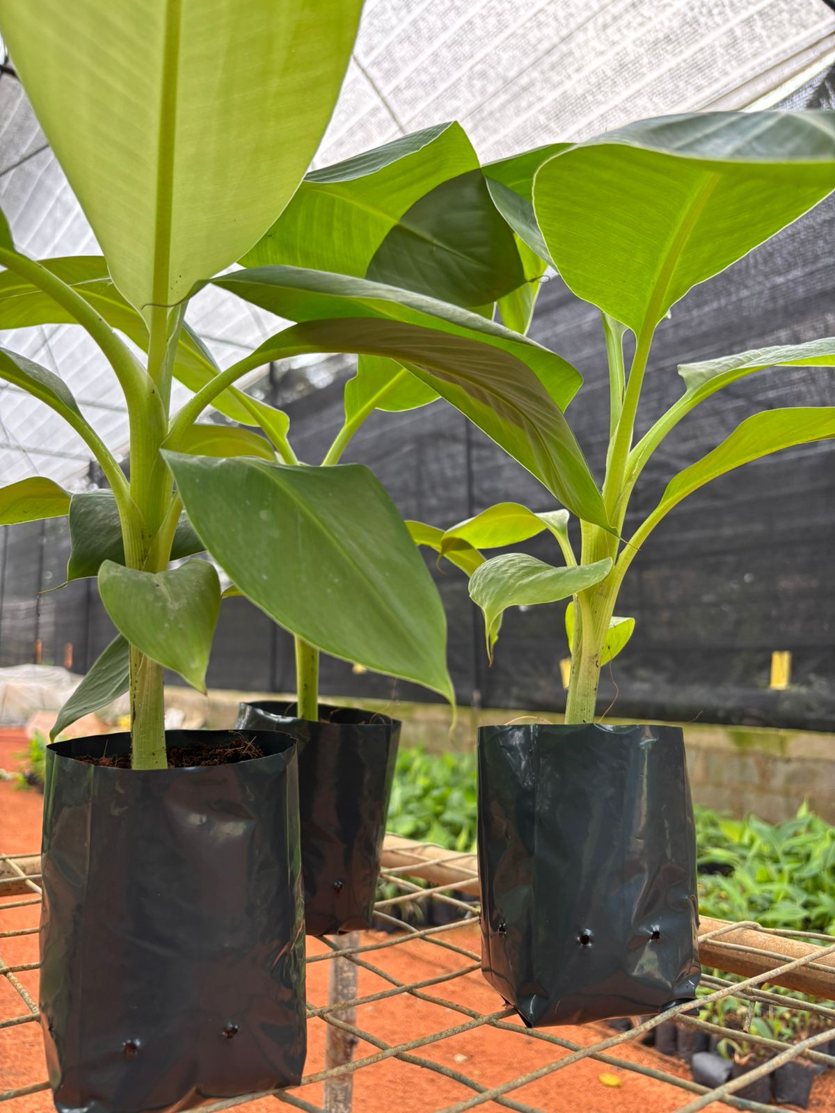 Banana Varieties