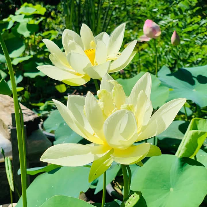 Lotus and Water Lily