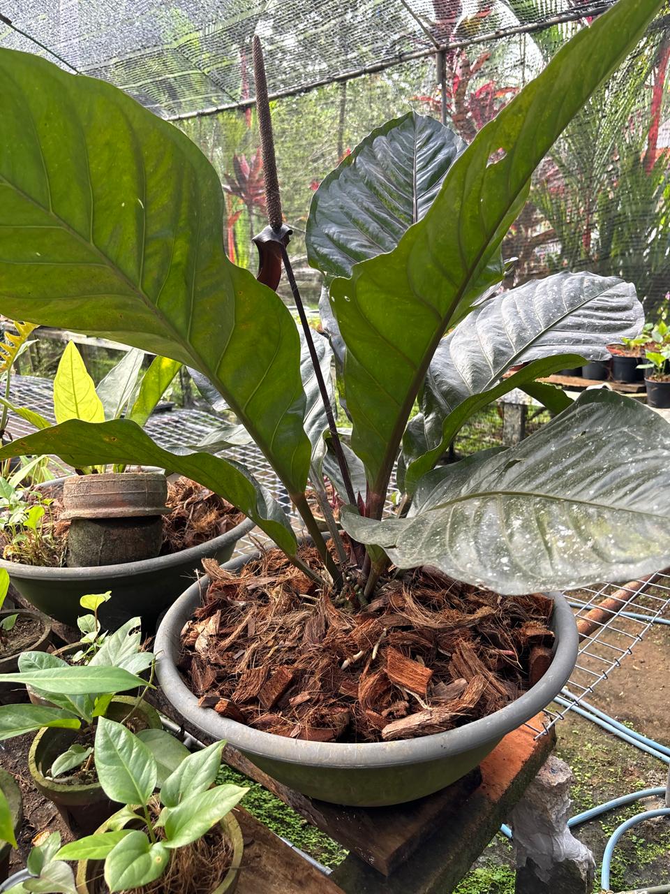 Anthurium Hookeri Ruffles
