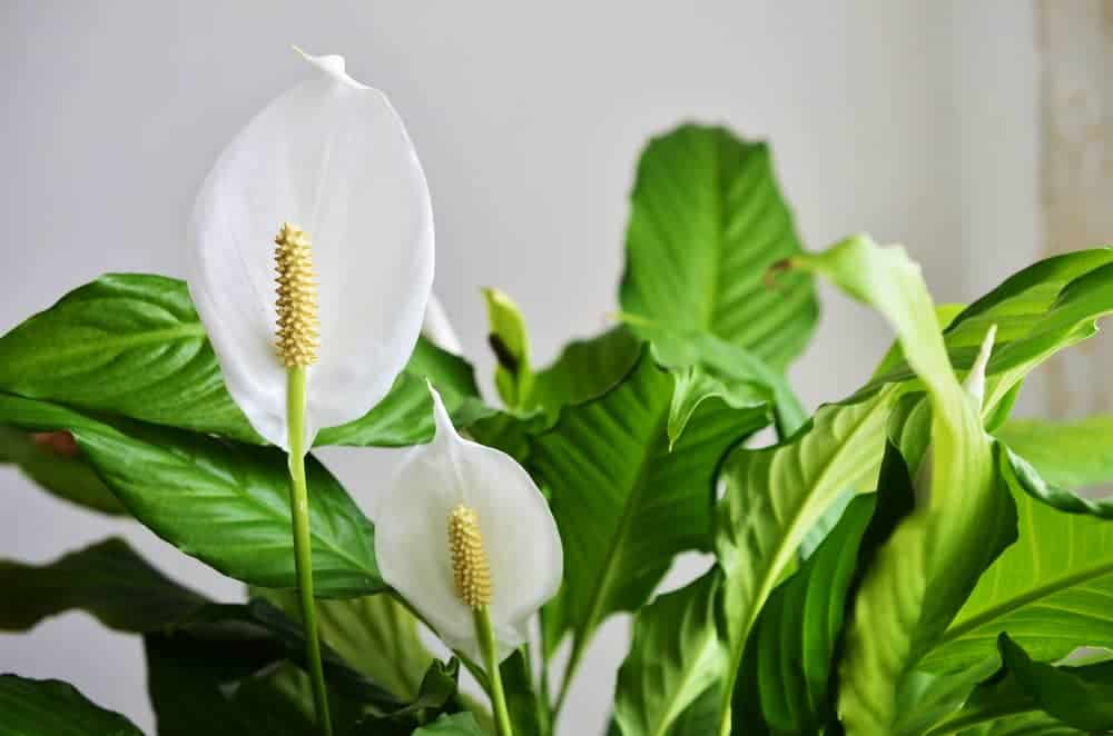 Peace Lily